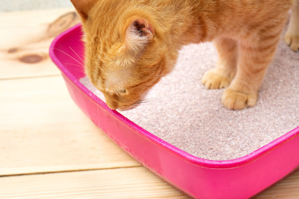 Stopping a cat from peeing outside discount the litter box